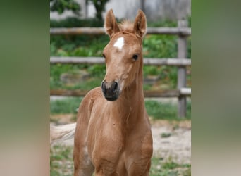 Partbred árabe, Semental, Potro (06/2026), 159 cm, Palomino