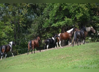 Partbred árabe, Semental, Potro (04/2023), Pío