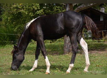 Partbred árabe, Semental, Potro (04/2023), Pío