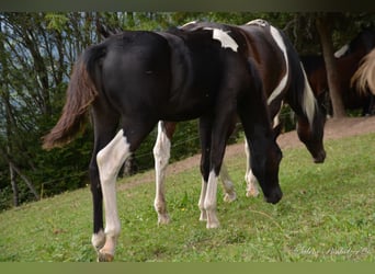 Partbred árabe, Semental, Potro (04/2023), Pío