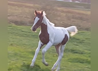 Partbred árabe, Semental, Potro (04/2025), Pío