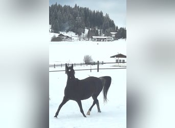 Partbred árabe, Semental, Potro (04/2025), Pío