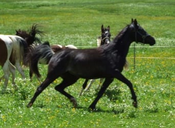 Partbred árabe, Semental, Potro (04/2025), Pío