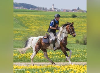 Partbred árabe, Semental, Potro (04/2025), Pío