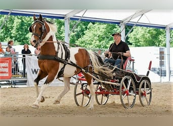 Partbred árabe, Semental, Potro (04/2025), Pío