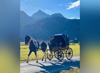 Partbred árabe, Semental, Potro (04/2025), Pío