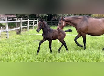 Partbred árabe, Semental, Potro (05/2024), Tordo