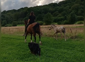 Partbred árabe Mestizo, Yegua, 10 años, 150 cm, Castaño