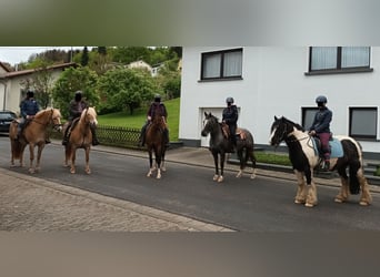 Partbred árabe Mestizo, Yegua, 10 años, 150 cm, Castaño