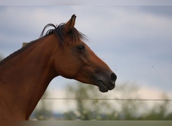 Partbred árabe Mestizo, Yegua, 10 años, 150 cm, Castaño