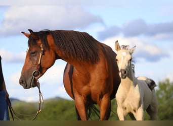 Partbred árabe Mestizo, Yegua, 10 años, 150 cm, Castaño