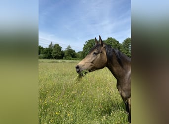 Partbred árabe, Yegua, 10 años, 154 cm, Buckskin/Bayo