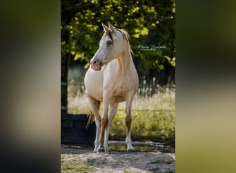 Partbred árabe, Yegua, 12 años, 148 cm, Champán