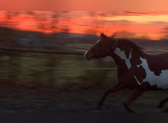 Partbred árabe, Yegua, 12 años, 148 cm, Overo-todas las-capas