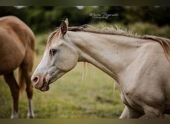 Partbred árabe, Yegua, 13 años, 148 cm