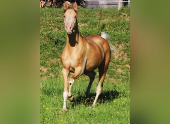 Partbred árabe, Yegua, 13 años, 153 cm, Champán