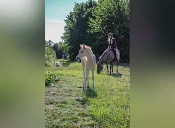 Partbred árabe, Yegua, 14 años, 138 cm, Grullo