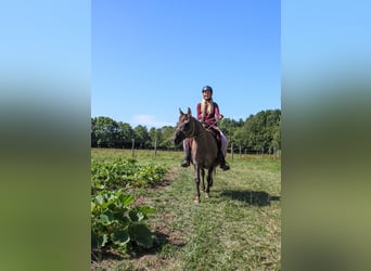 Partbred árabe, Yegua, 14 años, 138 cm, Grullo