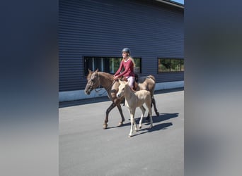 Partbred árabe, Yegua, 14 años, 138 cm, Grullo