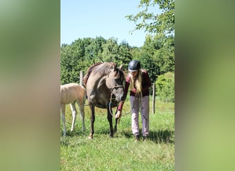 Partbred árabe, Yegua, 14 años, 138 cm, Grullo