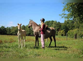 Partbred árabe, Yegua, 14 años, 138 cm, Grullo