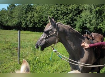 Partbred árabe, Yegua, 14 años, 138 cm, Grullo