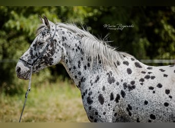 Partbred árabe, Yegua, 14 años, 150 cm, Atigrado/Moteado