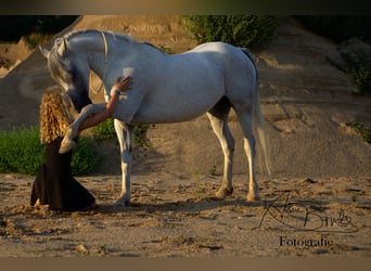 Partbred árabe Mestizo, Yegua, 15 años, 148 cm, Tordo picazo