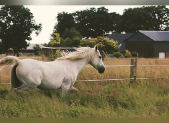 Partbred árabe Mestizo, Yegua, 15 años, 148 cm, Tordo picazo