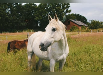 Partbred árabe Mestizo, Yegua, 15 años, 148 cm, Tordo picazo