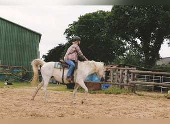 Partbred árabe Mestizo, Yegua, 15 años, 148 cm, Tordo picazo