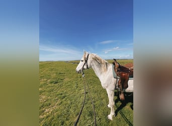 Partbred árabe Mestizo, Yegua, 15 años, 148 cm, Tordo picazo