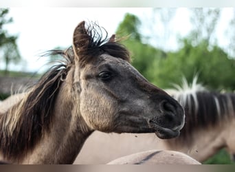 Partbred árabe, Yegua, 1 año, 146 cm, Grullo