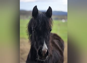 Partbred árabe, Yegua, 1 año, 150 cm, Negro