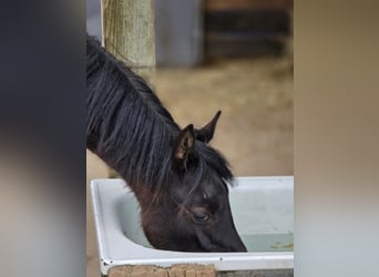 Partbred árabe, Yegua, 1 año, 150 cm, Negro