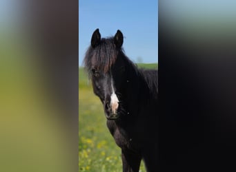 Partbred árabe, Yegua, 1 año, 150 cm, Negro