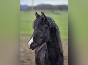 Partbred árabe, Yegua, 1 año, 150 cm, Negro