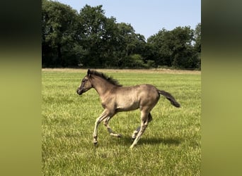 Partbred árabe, Yegua, 1 año