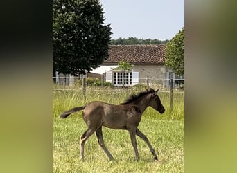 Partbred árabe, Yegua, 1 año, Tordillo negro
