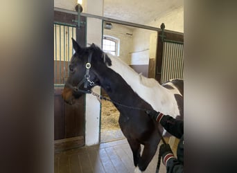 Partbred árabe, Yegua, 21 años, 152 cm, Pío