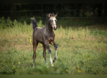 Partbred árabe, Yegua, 2 años, 153 cm, Buckskin/Bayo