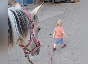 Partbred árabe, Yegua, 2 años, 155 cm, Buckskin/Bayo