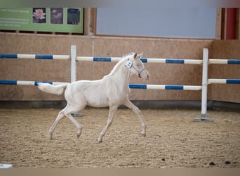 Partbred árabe, Yegua, 2 años, 155 cm, Cremello