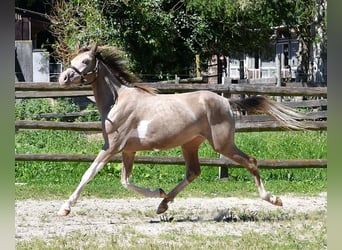 Partbred árabe, Yegua, 2 años, 156 cm, Tobiano-todas las-capas