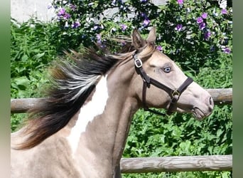 Partbred árabe, Yegua, 2 años, 156 cm, Tobiano-todas las-capas