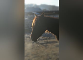 Partbred árabe, Yegua, 2 años, 158 cm