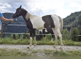 Partbred árabe, Yegua, 2 años, 158 cm, Tobiano-todas las-capas