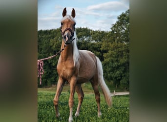 Partbred árabe, Yegua, 2 años, Palomino