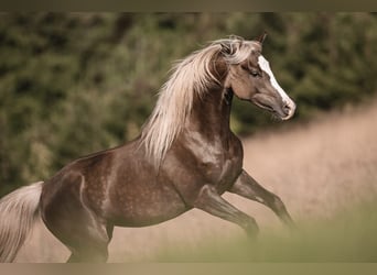 Partbred árabe, Yegua, 3 años, 154 cm