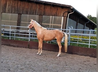 Partbred árabe, Yegua, 3 años, 155 cm, Palomino